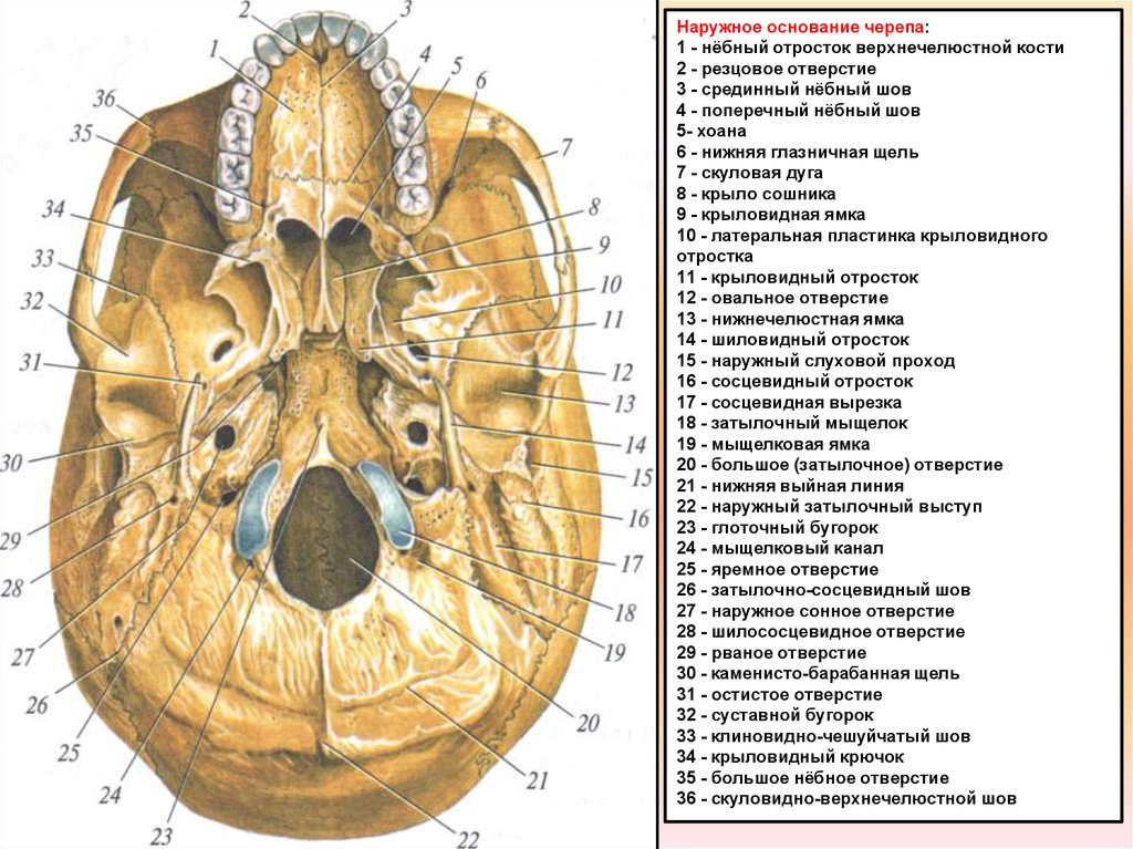 В правом черепе. Наружное основание черепа анатомия атлас. Наружное основание черепа строение анатомия. Наружное основание черепа отверстия каналы. Основание черепа снизу анатомия.