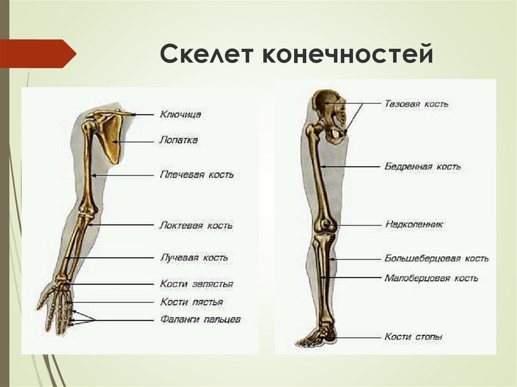 Рассмотрите кости задних конечностей назовите их обратите