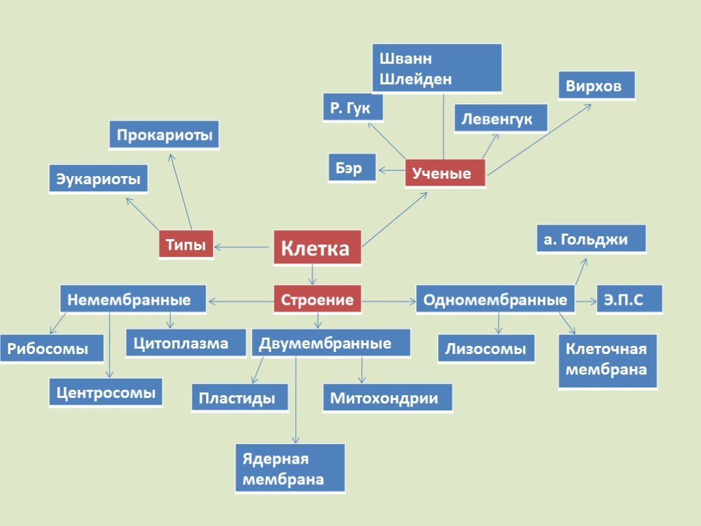 Интеллект карта строение цветка