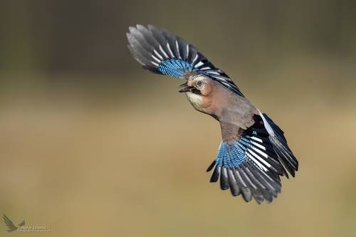 Sójka, Eurasian Jay (Garrulus glandarius) ...