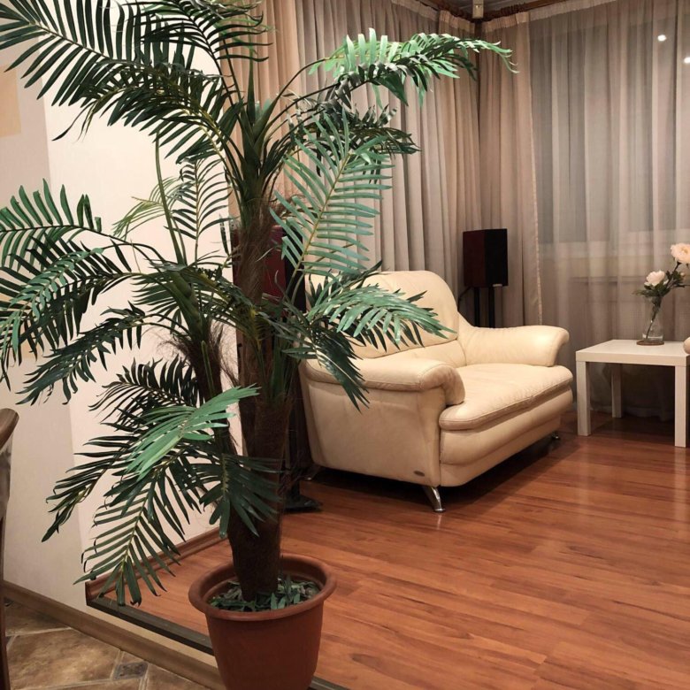 пальма в азии идущая на мебель