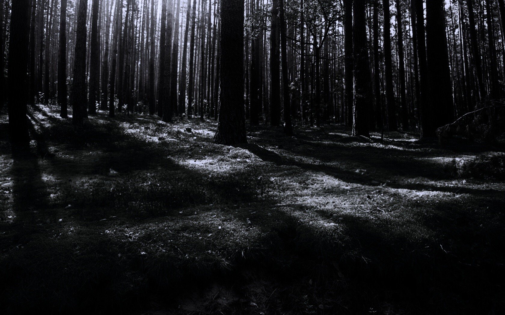 Обои темный лес