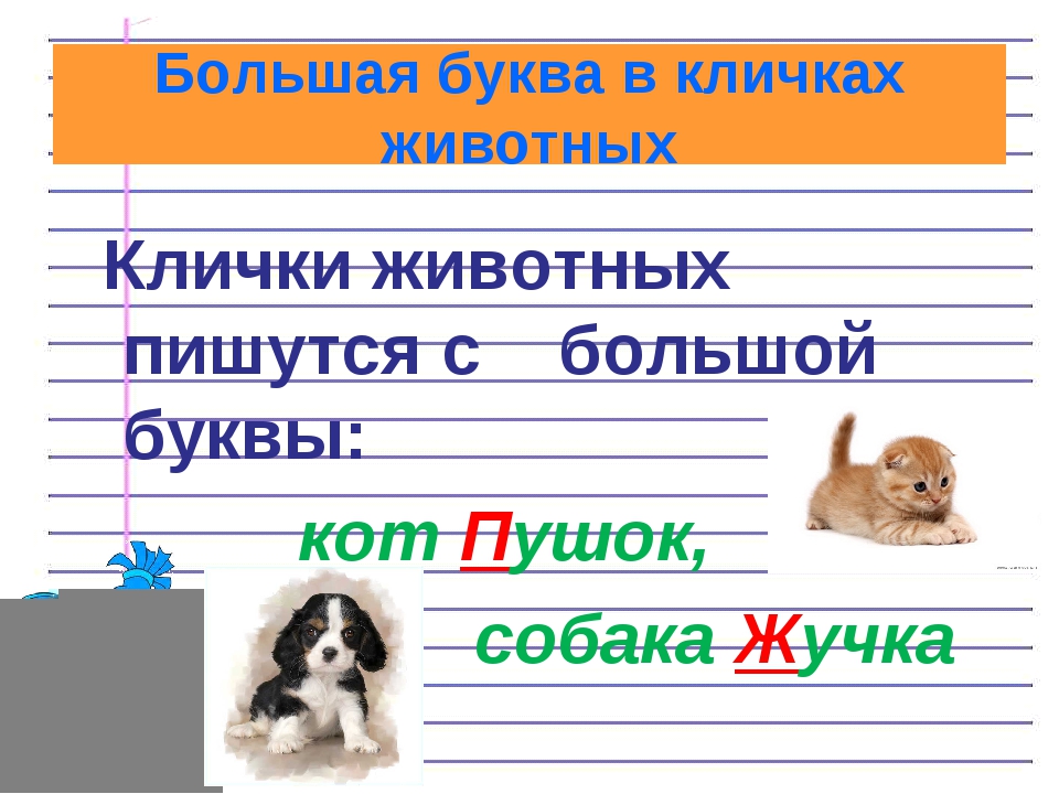 Слова автора пишутся с большой буквы. Клички животных. Клички животных пишутся с большой буквы. Заглавная буква в кличках животных. Клички животных пишутся с заглавной буквы.