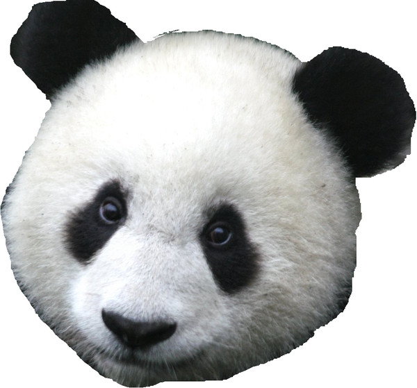 Pandas head