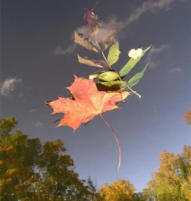 Ветер уносит листья. Падающие листья. Осенний полет. Лист на ветру. Осенний ветер.