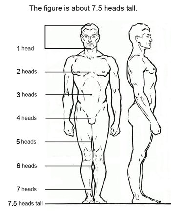 Figure drawing proportions