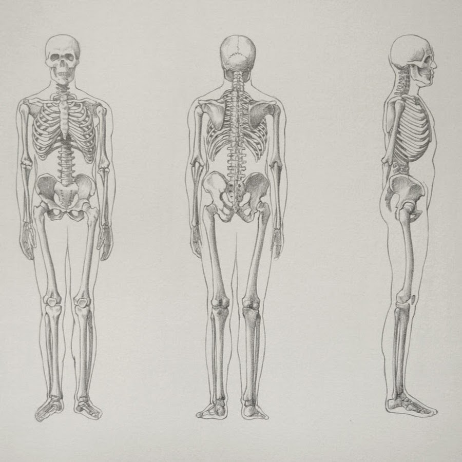 Рисунок скелета человека. Скелет человека профиль и анфас. Скелет человека профиль в полный рост. Скелет человека зарисовка. Скелет человека для рисования.